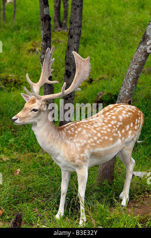 Damwild Bock mit wachsenden Geweih in einem offenen Wald bei einer Quebec Natur bewahren Omega Park Stockfoto