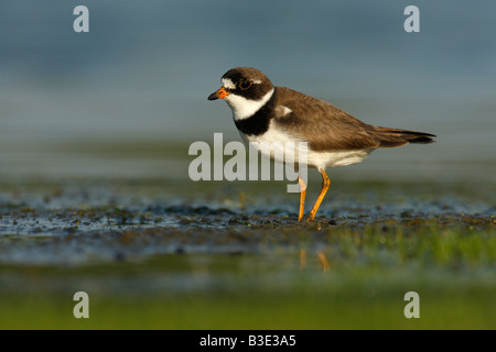 Semipalmated Regenpfeifer Charadrius Semipalmatus New York USA Sommer Stockfoto