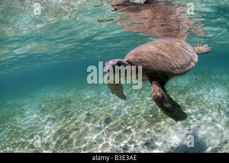 Grüne Schildkröte schwimmen über dem Seegras im seichten Wasser Stockfoto