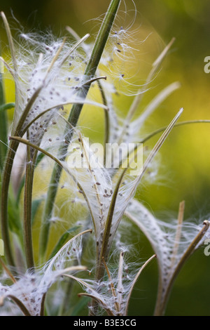 Nahaufnahme des offenen Samenkapseln von Weidenröschen Chamerion angustifolium Stockfoto