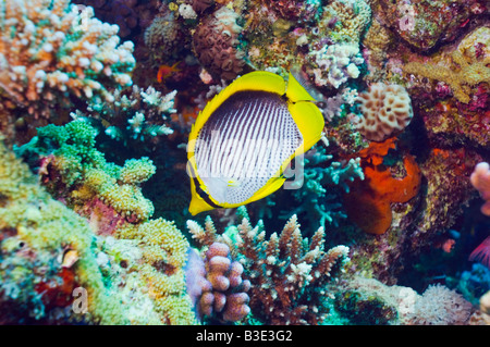 Schwarz unterstützt Butterflyfish Chaetodontidae Melannotus Rotes Meer-Ägypten Stockfoto