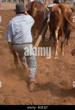 Spanische Bauern Pflügen mit Bullen und hölzernen Pflug auf landwirtschaftliche Messe auf Gran Canaria auf den Kanarischen Inseln. Stockfoto