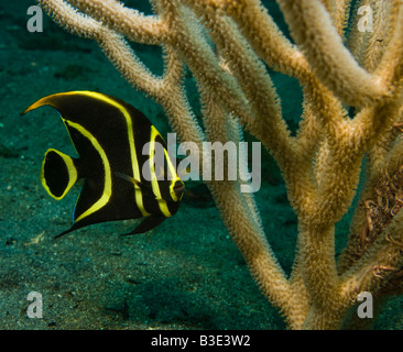 Süße junge französische Kaiserfische Unterwasser tropische Karibik Fische mit Mund offen sprechen, Schwimmen von Golden Sea Rod Coral Stockfoto
