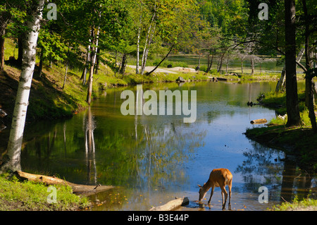 Trinken Rotwild und Wildschweine grasen auf Bird Lake Park Omega Quebec Kanada Stockfoto