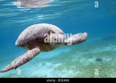 Grüne Schildkröte schwimmen über Seegras unten unter Wasser Stockfoto