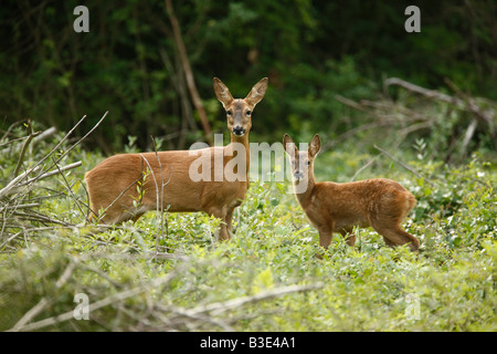 Rehe Capreolus Capreolus Midlands Sommer Stockfoto