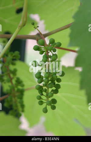 Junge grüne Rebe Traube und Blatt. 33732 Grapes Stockfoto