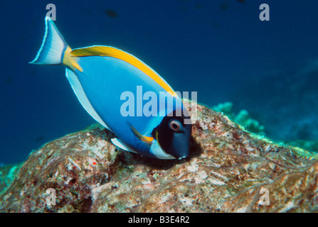 Powderblue Doktorfisch Acanthurus Leucosternon Weiden auf Algen Stockfoto