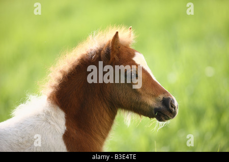 Shetlandpony Fohlen - Porträt Stockfoto