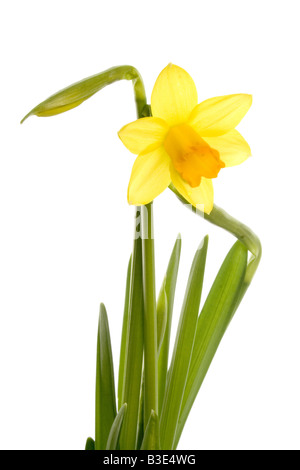 Zwei Miniatur-Narzissen, die man in bud in voller Blüte Stockfoto