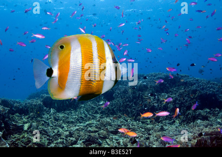 Orange gebändert Coralfish Coradion Chrysozonus über Korallenriff mit lila Königinnen Indonesien Stockfoto