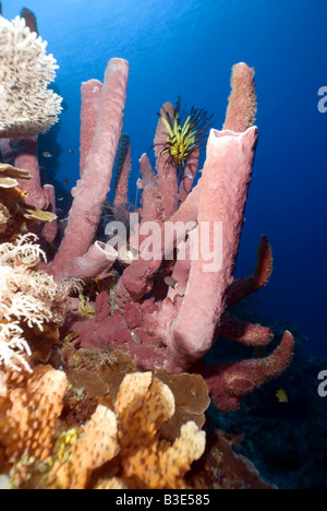 Welle mit einem gelben Featherstar auf braun rote Röhre Schwämme auf leuchtend blauem Grund unter Wasser Stockfoto