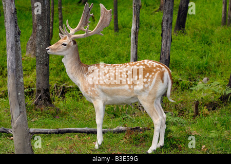 Profil von Spotted Brache Deer Buck mit fuzzy Geweih und Adams Apfel im Wald am Park Omega Natur bewahren, Quebec Stockfoto