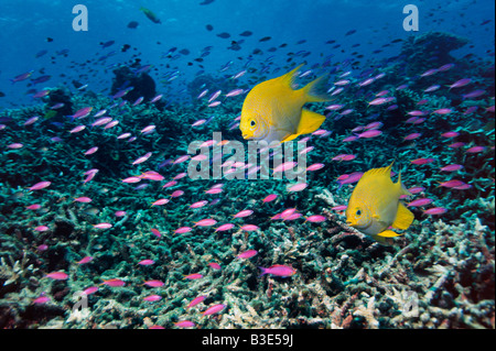 Goldene Jungfrauen über Korallenriff mit Yellowstriped Anthias Indonesien Stockfoto