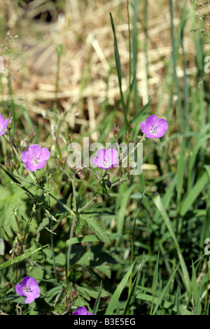 Dove's-foot Crane's-bill in Blume wächst durch ein strassenrand kurz Staveley Lake District, Cumbria England Stockfoto