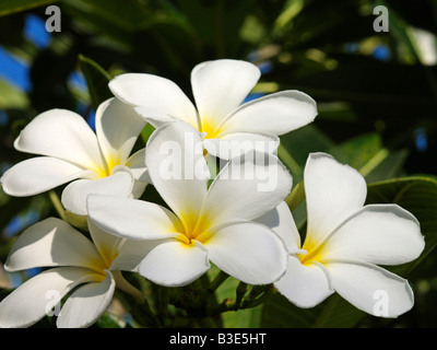 Nakhon Si Thammarat, Weisser Frangipani-Baum Stockfoto