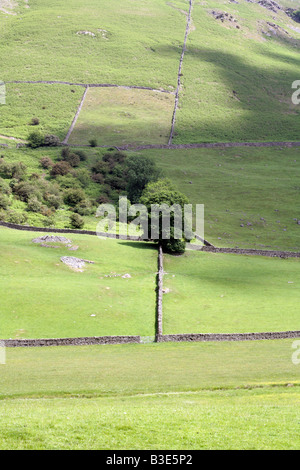 Eiche, Quercus, Baum an der Ecke einer Wand Trockenmauern Feldgrenze, Stavely Cumbria Stockfoto