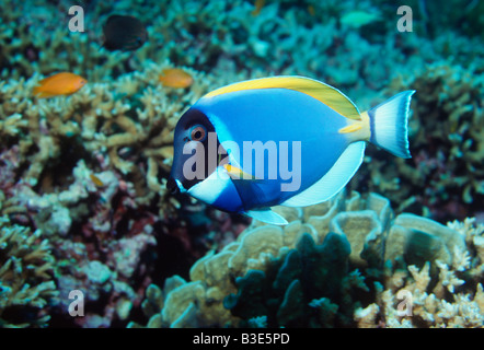 Powderblue Doktorfisch Acanthurus Leucosternon Andaman Sea-Thailand Stockfoto