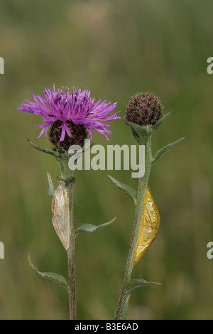 Sechs Spot Burnet Motten Zygaena Filipendulae Puppe die auf Flockenblume Blütenstiele Stockfoto