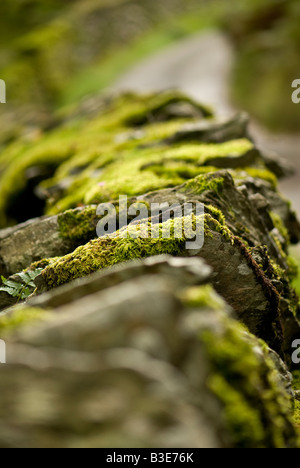 Moos bedeckte Trockenmauer, Nationalpark Lake District, Cumbria Stockfoto