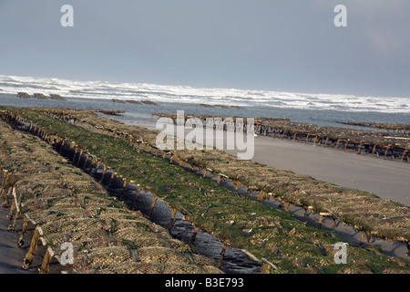 Austernfarm in Frankreich Stockfoto