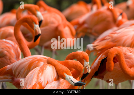 Rosa Flamingos in einem Zoo in Florida Stockfoto
