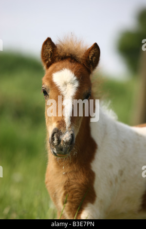 Shetlandpony Fohlen - Porträt Stockfoto