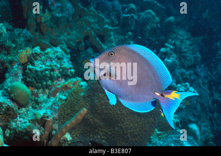 Blaue Tang mit jungen spanischen Lippfische Stockfoto