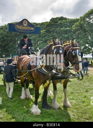 Schwere Pferde und Brewer es Blockwagen Masham Dampf Rallye Stockfoto