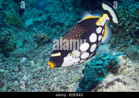 Clown Drückerfisch schwimmen über Korallenriff Indonesien Stockfoto