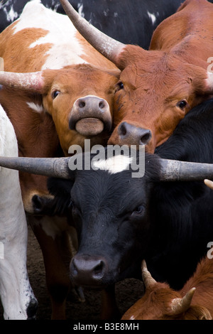 Longhorn-Rinder in einem Stift auf einer Ranch in Colorado. Stockfoto