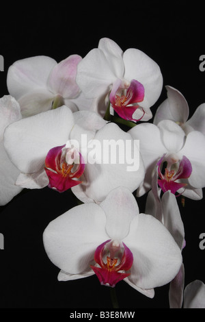 Nahaufnahme von Orchidea Blumen auf dem schwarzen Hintergrund Stockfoto