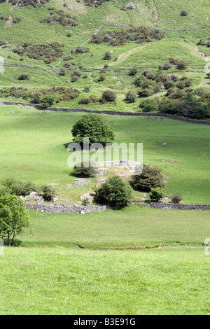 Eiche, Quercus, Baum an der Ecke einer Wand Trockenmauern Feldgrenze, Stavely Cumbria Stockfoto