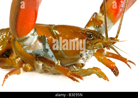 Leiter der ein Signal Krebse - Pacifastacus leniusulus Stockfoto