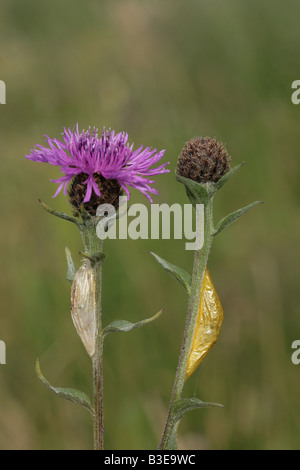 Sechs Spot Burnet Motten Zygaena Filipendulae Puppe die auf Flockenblume Blütenstiele Stockfoto