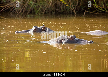 Paar Flusspferd (Hippopotamus Amphibius) in Fluss, Krüger-Nationalpark zeigt Kopf, Ohren, Nasenlöcher. Stockfoto