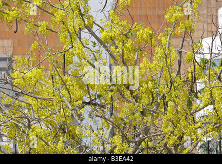 Golden Shower Tree Stockfoto