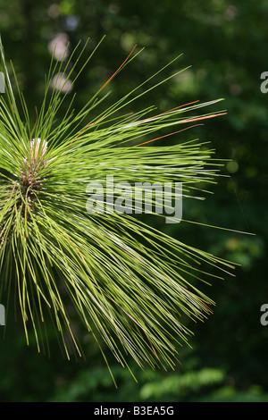 Longleaf Kiefer Pinus Palustris Raleigh North Carolina USA 15 kann Tannenbäumen Stockfoto