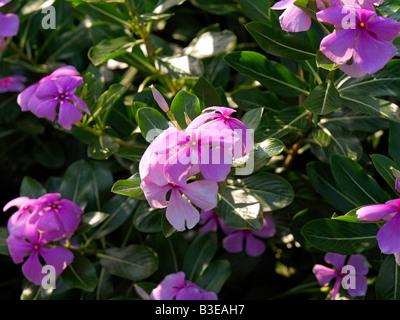 Thailand, Chiang Rai, Mae Fah Luang Garten Stockfoto