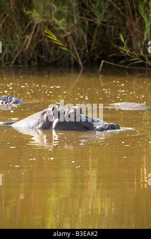 Flusspferd (Hippopotamus Amphibius) in Fluss, Krüger-Nationalpark, mit Kopf, Ohren, Nasenlöcher. Stockfoto