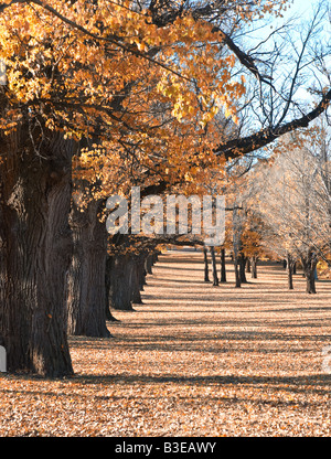 die Farben der Blätter im Herbst im park Stockfoto