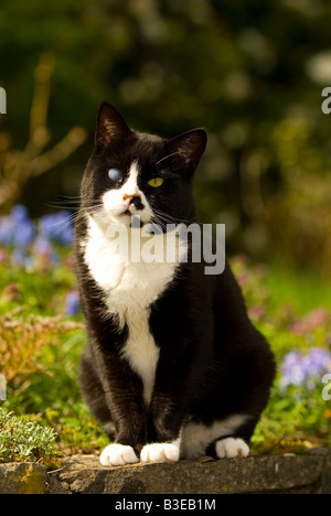 Katze auf einem Auge blind, nach dem Lauf - von einem Auto. Hässlich, aber liebenswert. 'Ende Petlessness" - eine Botschaft der Kampagne der humanen Gesellschaft Stockfoto