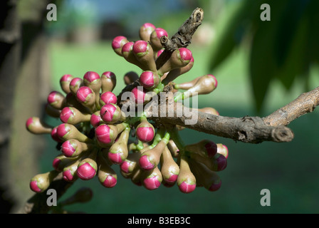 Die Blume der Syzygium Samarangense oder Eugenia Javanica ist eine Spezies in der Myrtaceae, einheimische Früchte von Indonesien Stockfoto