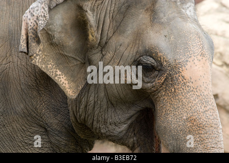 Nahaufnahme eines Elefanten in einem zoo Stockfoto