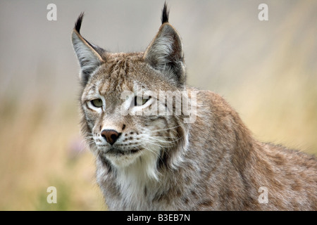 Eurasischer Luchs, mittlere Katze in Dunkerque zoo Stockfoto