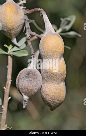 Texas Mountain Laurel Sophora Secundiflora Tucson Arizona USA 8 März Obst Fabaceae Stockfoto