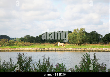 Einzelnen Kuh Weiden auf die verstärkte Bank von den Fluß Yare flussabwärts von Norwich in Postwick, Norfolk, Großbritannien. Stockfoto