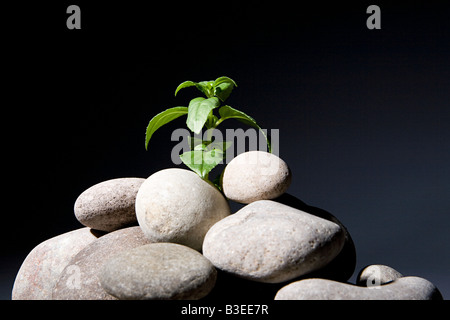 Pflanze, die aus Kieselsteinen Stockfoto