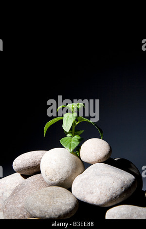 Pflanze, die aus Kieselsteinen Stockfoto