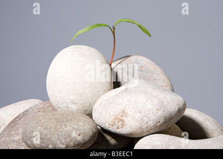 Bäumchen wachsen aus Kieselsteinen Stockfoto